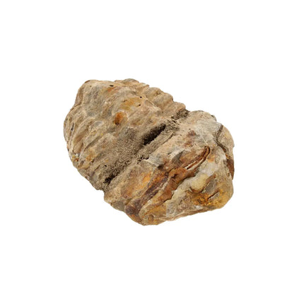 Small Ordovician Calymene Trilobite Fossil