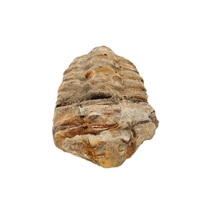 Small Ordovician Calymene Trilobite Fossil