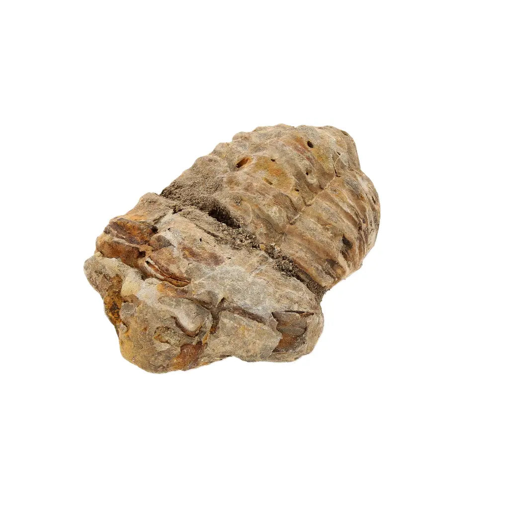 Small Ordovician Calymene Trilobite Fossil