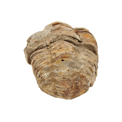 Small Ordovician Calymene Trilobite Fossil