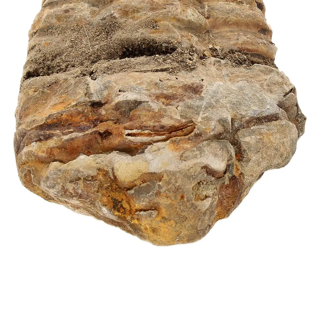 Small Ordovician Calymene Trilobite Fossil