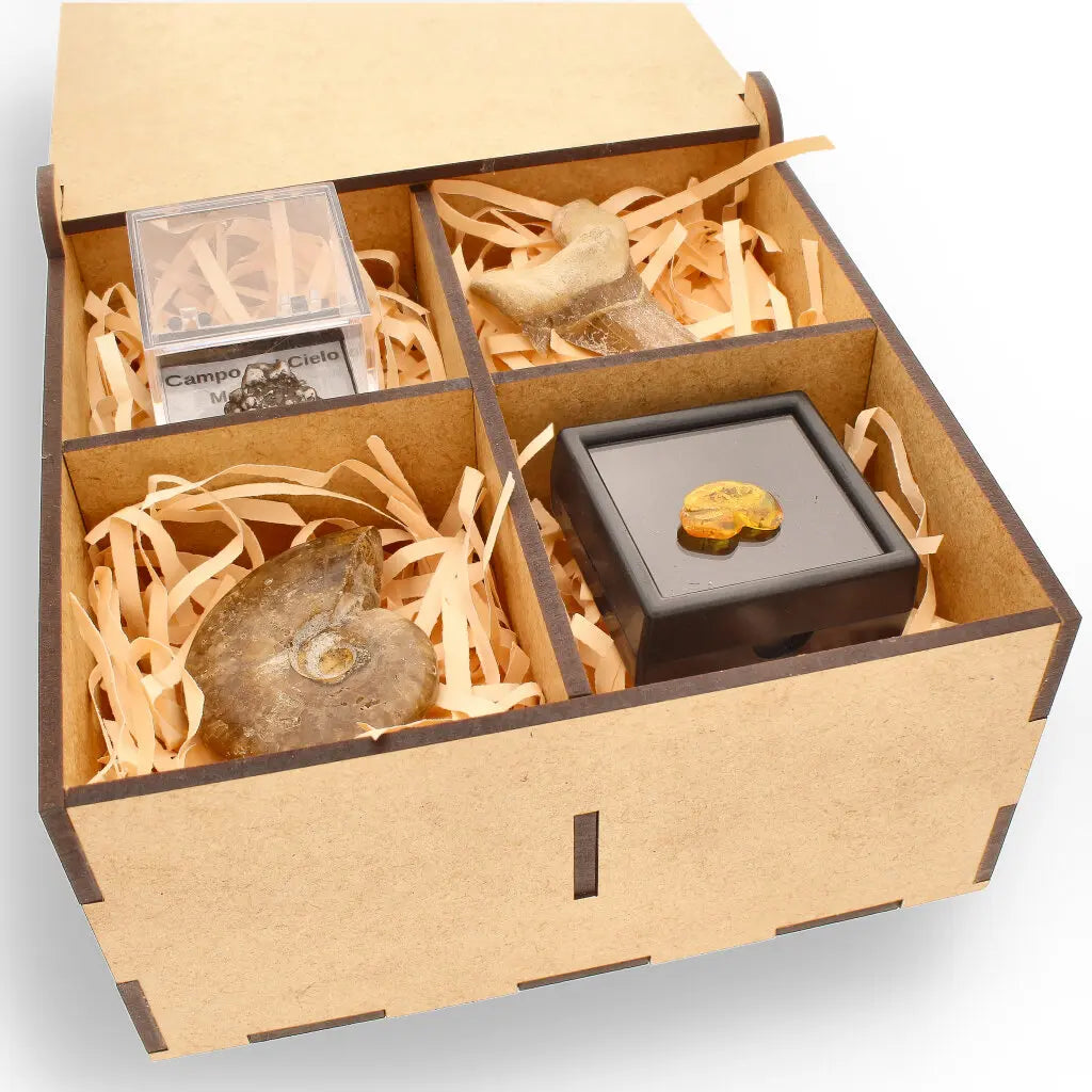 Get your Time Capsule Fossil Gift Box – Shark Tooth, Amber & Meteorite online now or in store at Forever Gems in Franschhoek, South Africa