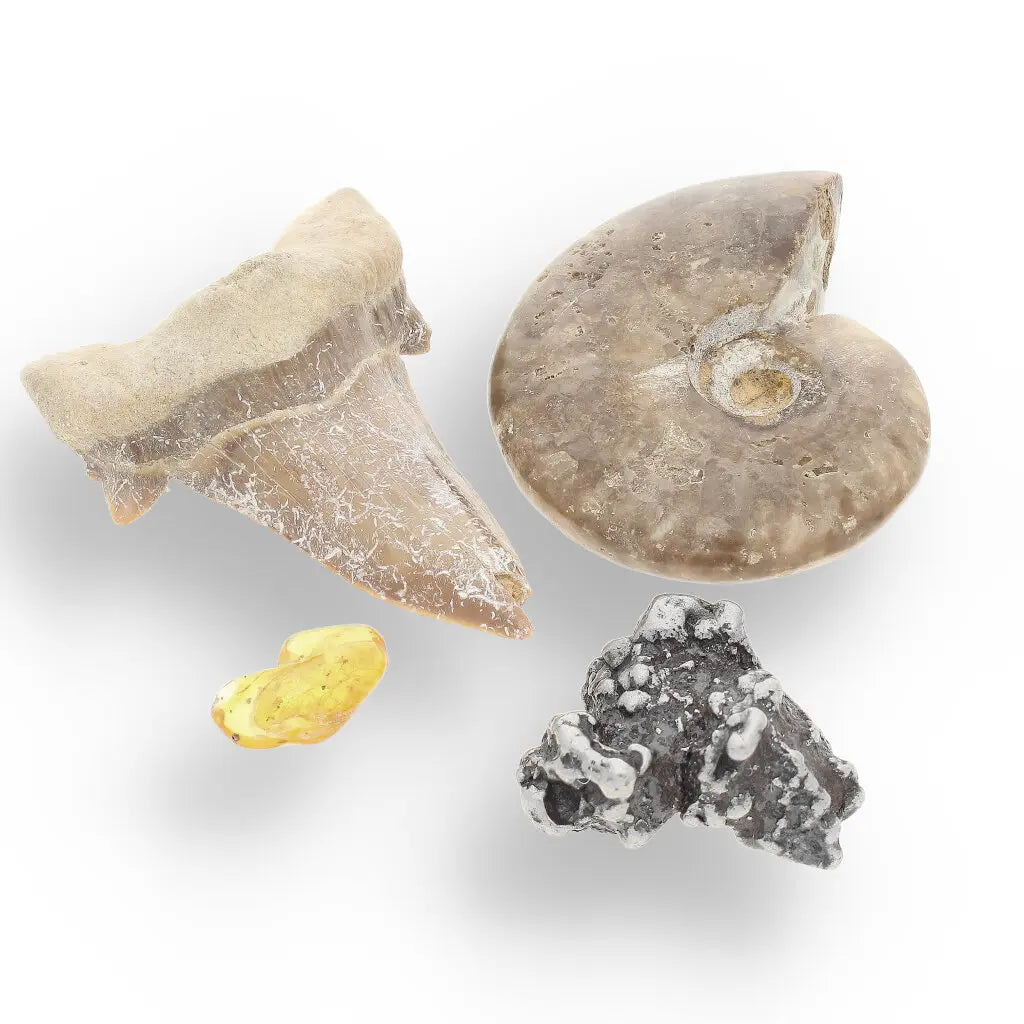 Get your Time Capsule Fossil Gift Box – Shark Tooth, Amber & Meteorite online now or in store at Forever Gems in Franschhoek, South Africa