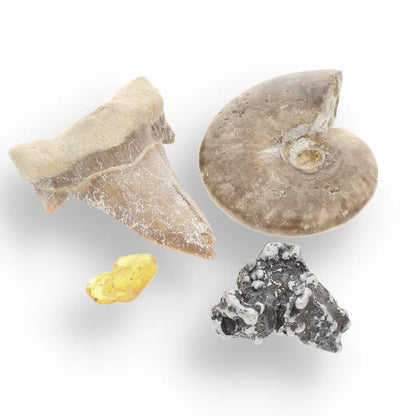 Get your Time Capsule Fossil Gift Box – Shark Tooth, Amber & Meteorite online now or in store at Forever Gems in Franschhoek, South Africa