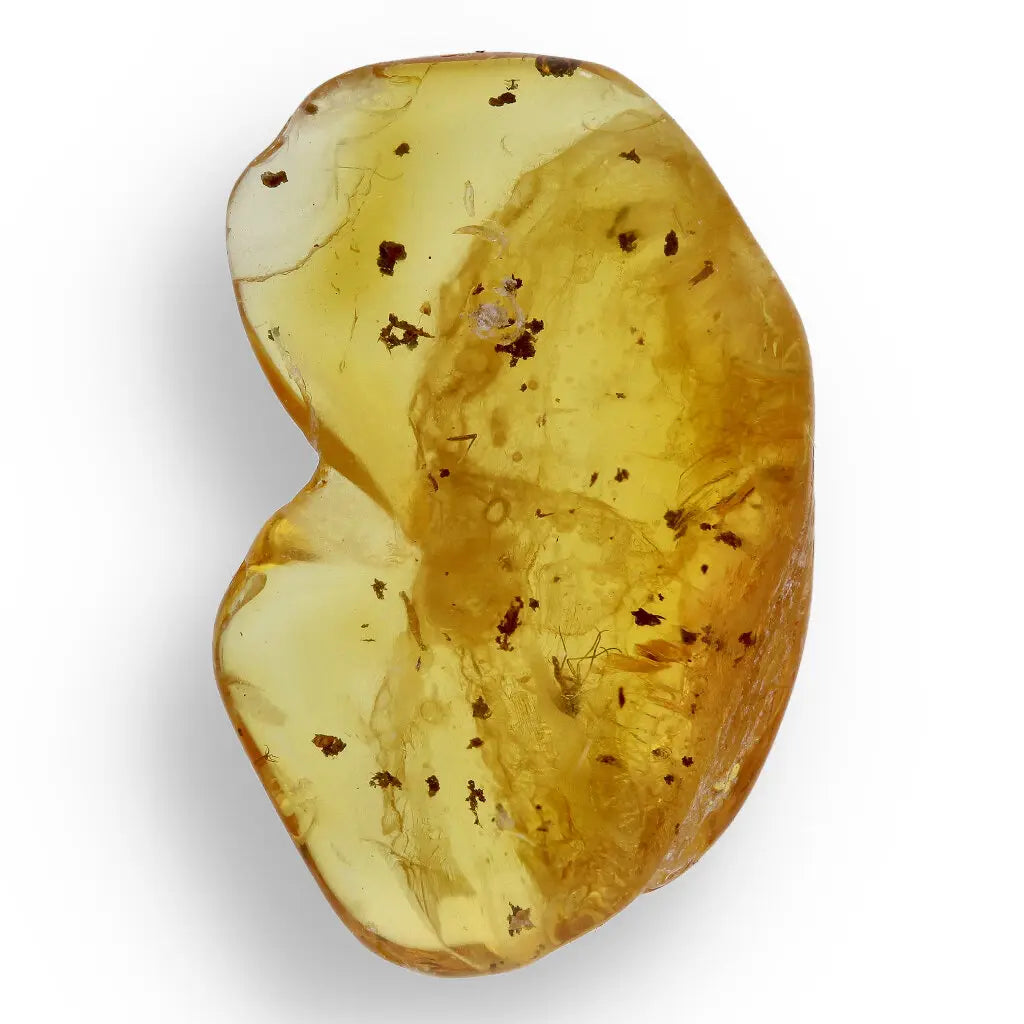 Get your Time Capsule Fossil Gift Box – Shark Tooth, Amber & Meteorite online now or in store at Forever Gems in Franschhoek, South Africa