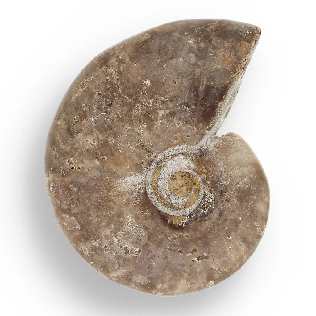 Get your Time Capsule Fossil Gift Box – Shark Tooth, Amber & Meteorite online now or in store at Forever Gems in Franschhoek, South Africa