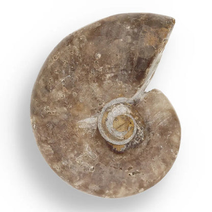 Get your Time Capsule Fossil Gift Box – Shark Tooth, Amber & Meteorite online now or in store at Forever Gems in Franschhoek, South Africa