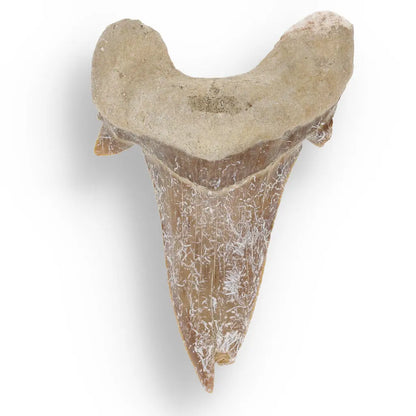 Get your Time Capsule Fossil Gift Box – Shark Tooth, Amber & Meteorite online now or in store at Forever Gems in Franschhoek, South Africa