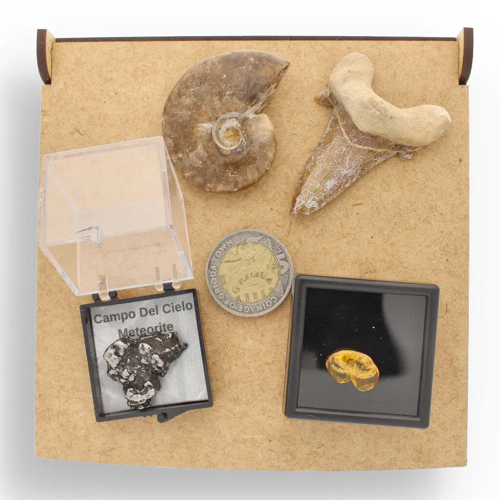Get your Time Capsule Fossil Gift Box – Shark Tooth, Amber & Meteorite online now or in store at Forever Gems in Franschhoek, South Africa