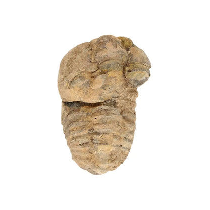 Small Collector's Calymene Trilobite Fossil
