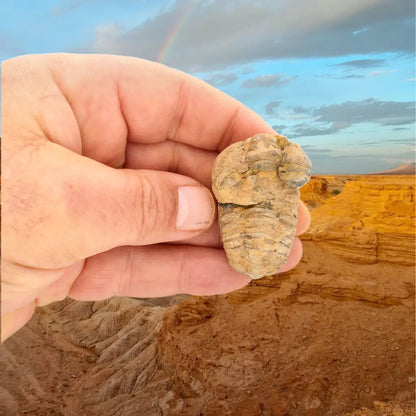Small Collector's Calymene Trilobite Fossil
