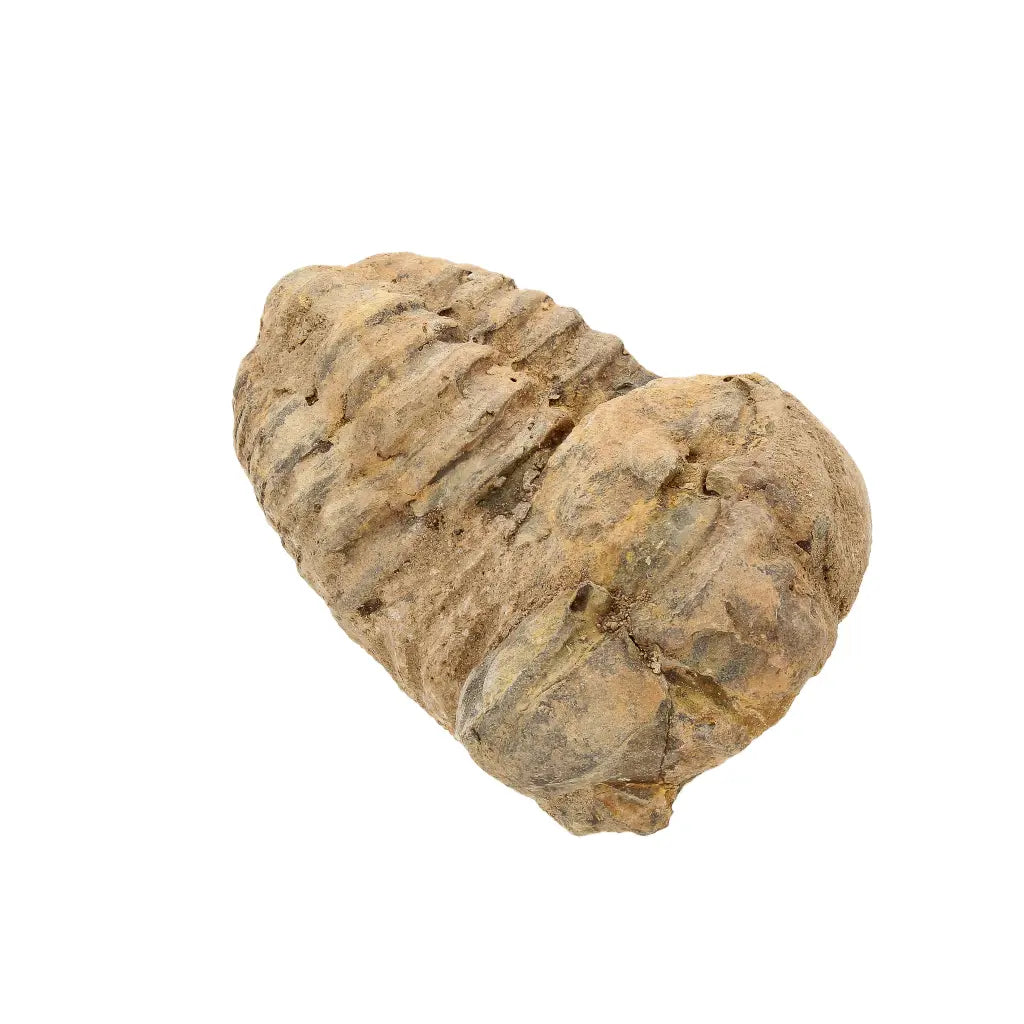 Small Collector's Calymene Trilobite Fossil