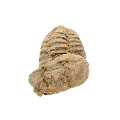 Small Collector's Calymene Trilobite Fossil