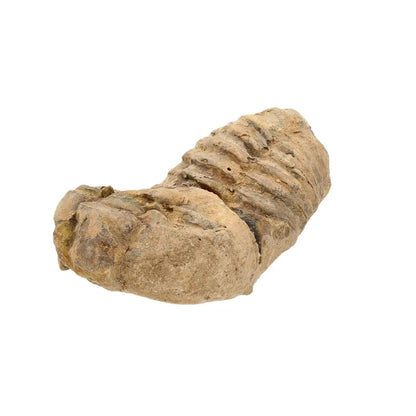 Small Collector's Calymene Trilobite Fossil