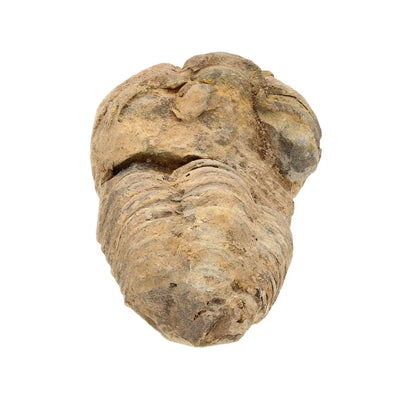 Small Collector's Calymene Trilobite Fossil