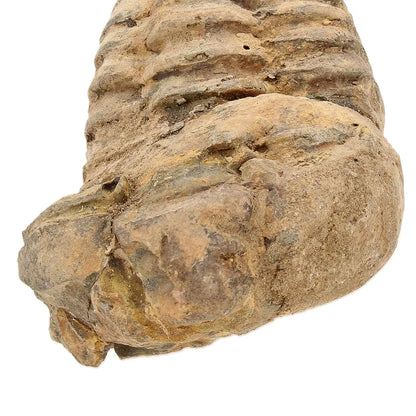 Small Collector's Calymene Trilobite Fossil