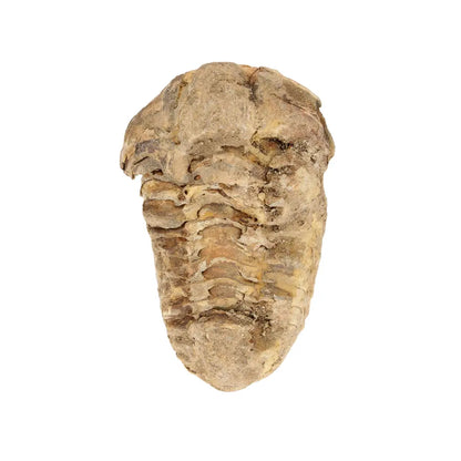 Small Prehistoric Calymene Trilobite Fossil