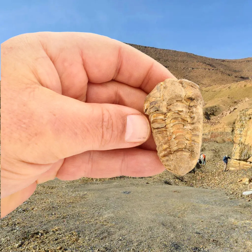 Small Prehistoric Calymene Trilobite Fossil
