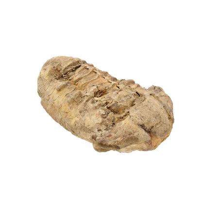 Small Prehistoric Calymene Trilobite Fossil