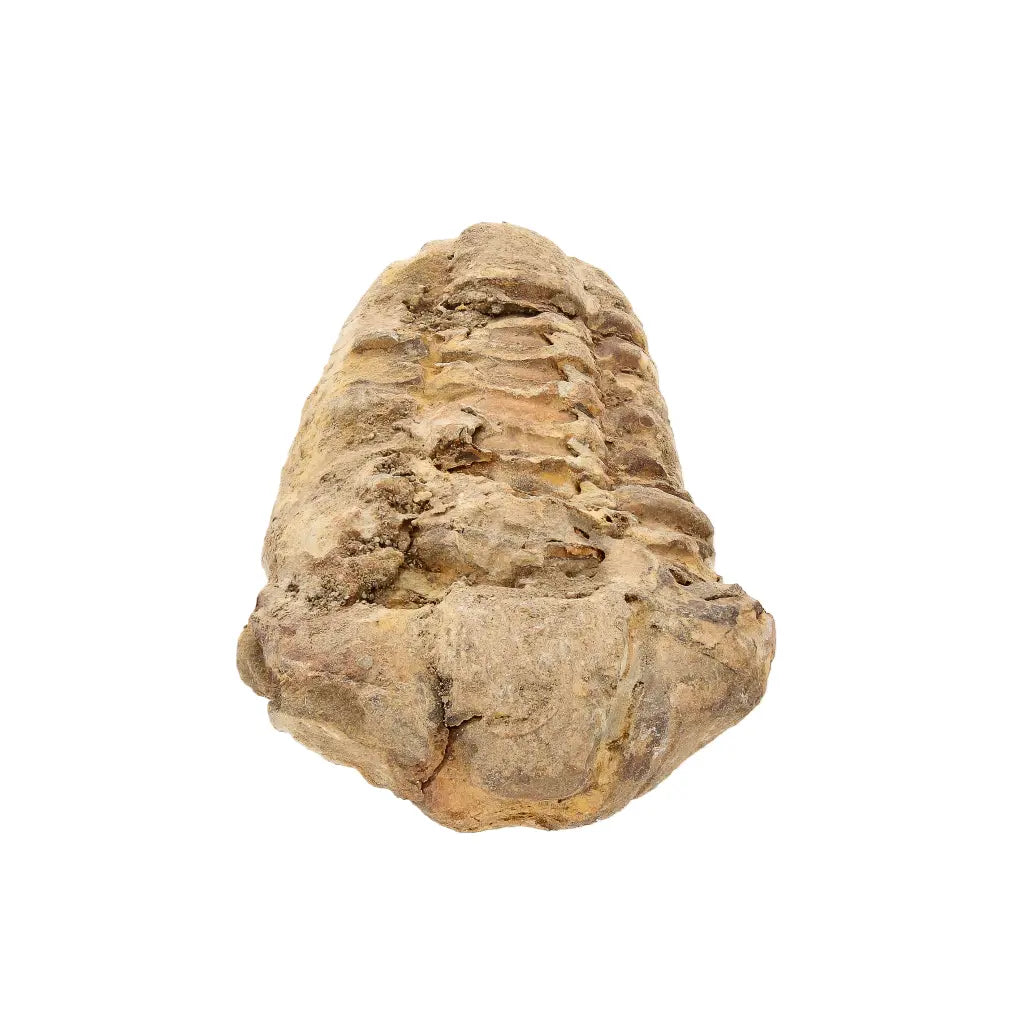 Small Prehistoric Calymene Trilobite Fossil