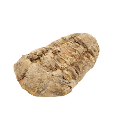 Small Prehistoric Calymene Trilobite Fossil