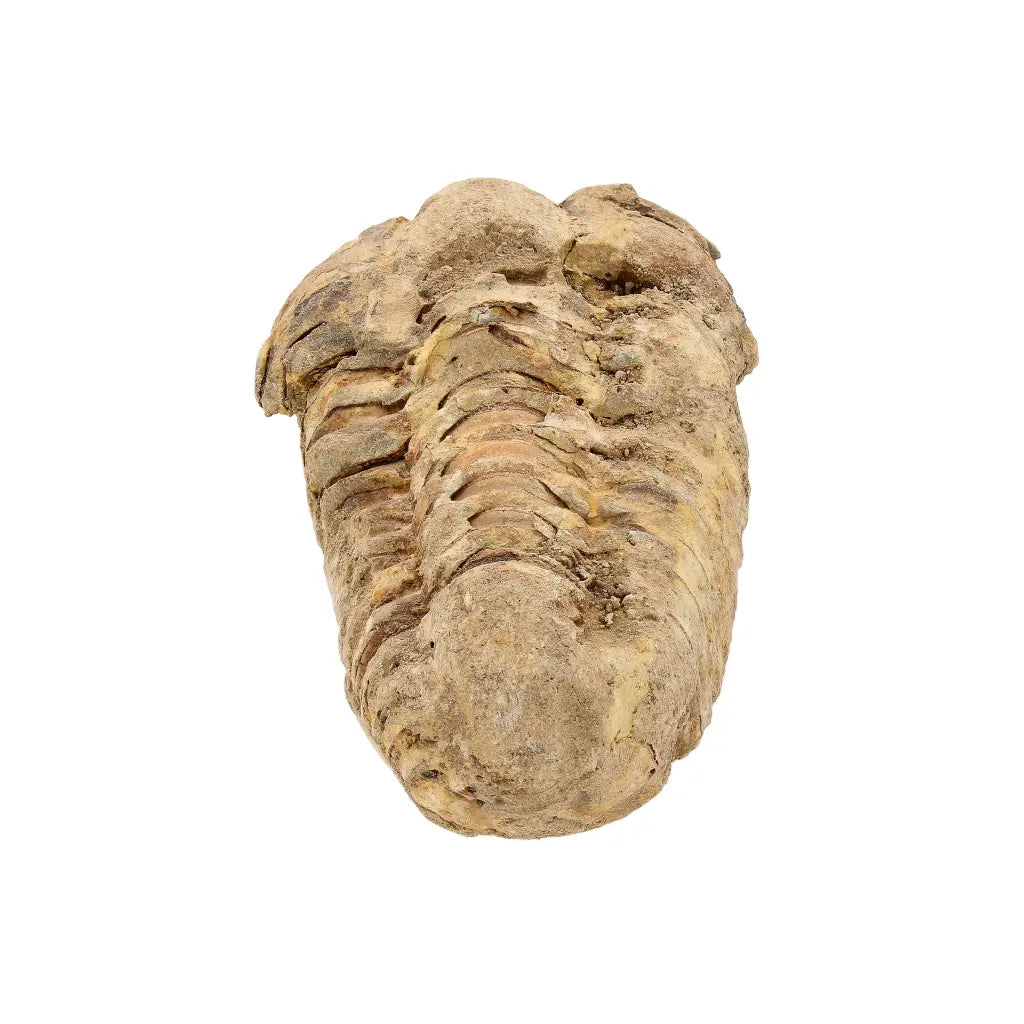 Small Prehistoric Calymene Trilobite Fossil