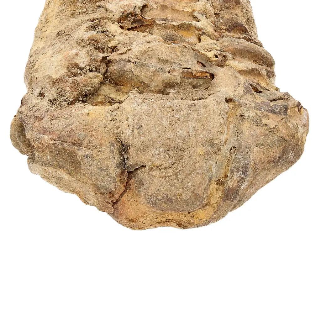 Small Prehistoric Calymene Trilobite Fossil