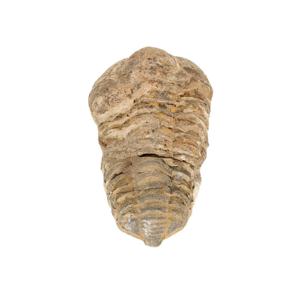 Small Authentic Calymene Trilobite Fossil