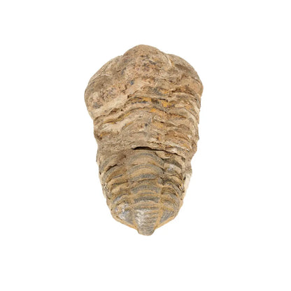Small Authentic Calymene Trilobite Fossil