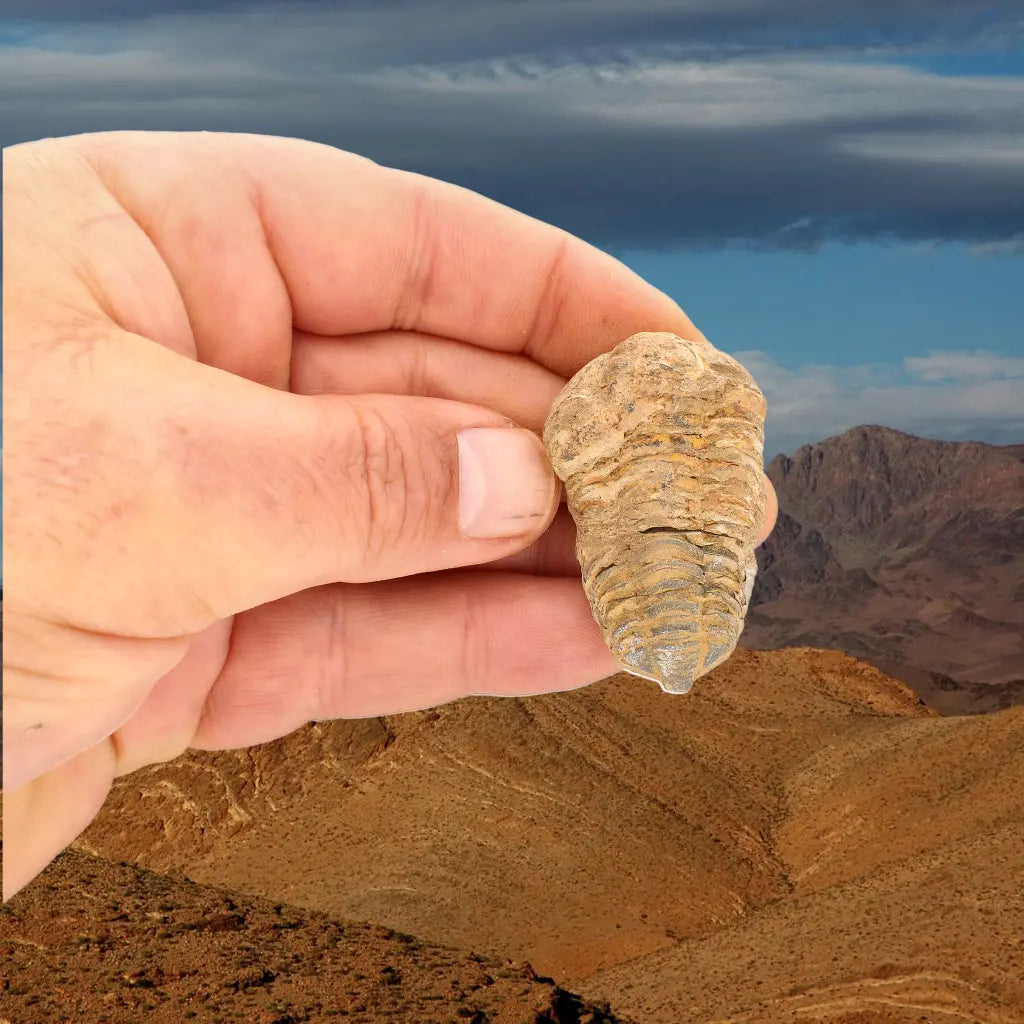 Small Authentic Calymene Trilobite Fossil