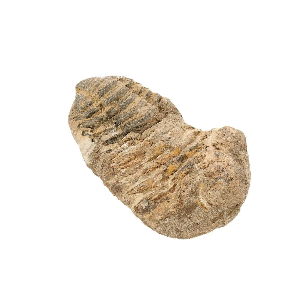 Small Authentic Calymene Trilobite Fossil