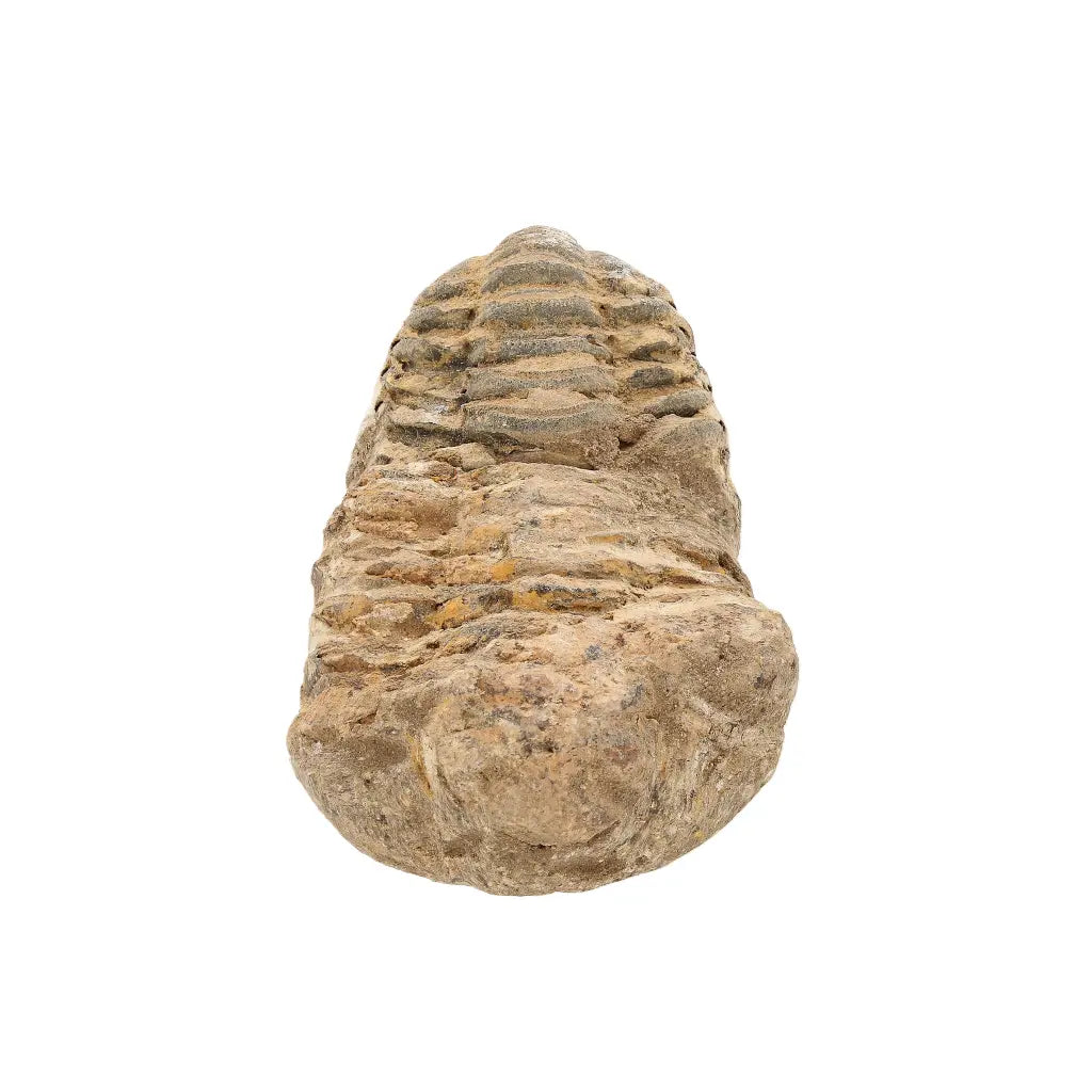 Small Authentic Calymene Trilobite Fossil