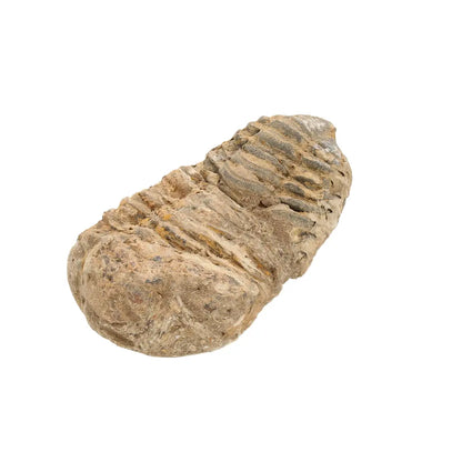 Small Authentic Calymene Trilobite Fossil