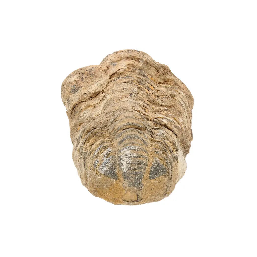 Small Authentic Calymene Trilobite Fossil