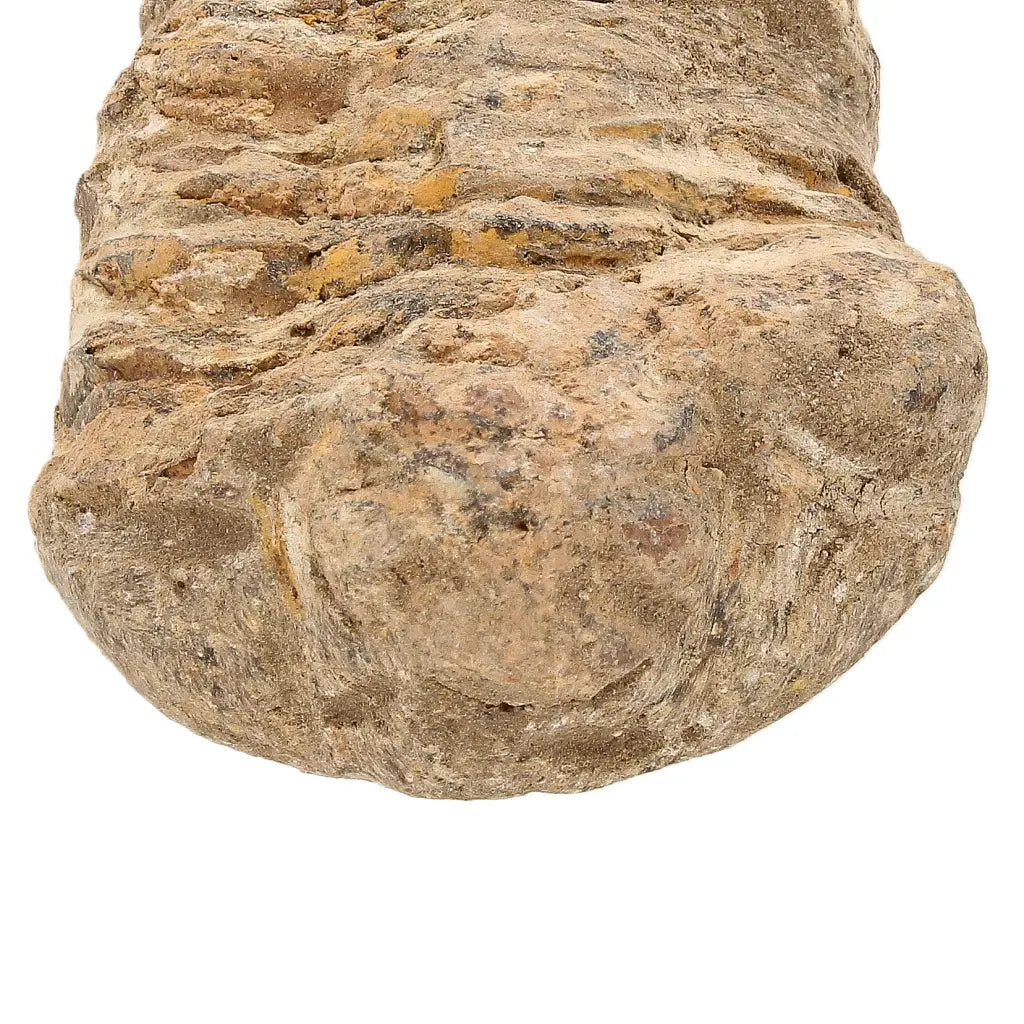 Small Authentic Calymene Trilobite Fossil
