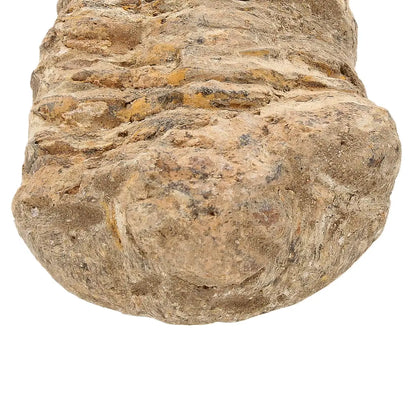 Small Authentic Calymene Trilobite Fossil
