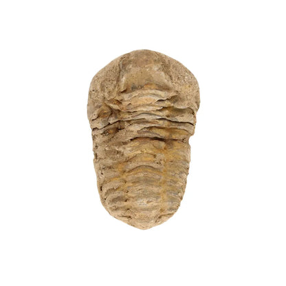 Small Moroccan Calymene Trilobite Fossil Specimen