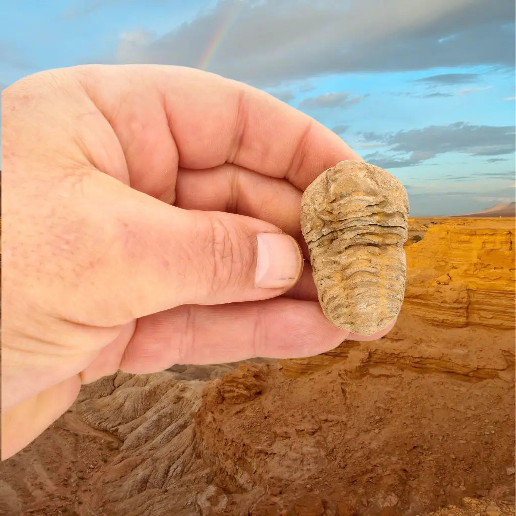 Small Moroccan Calymene Trilobite Fossil Specimen