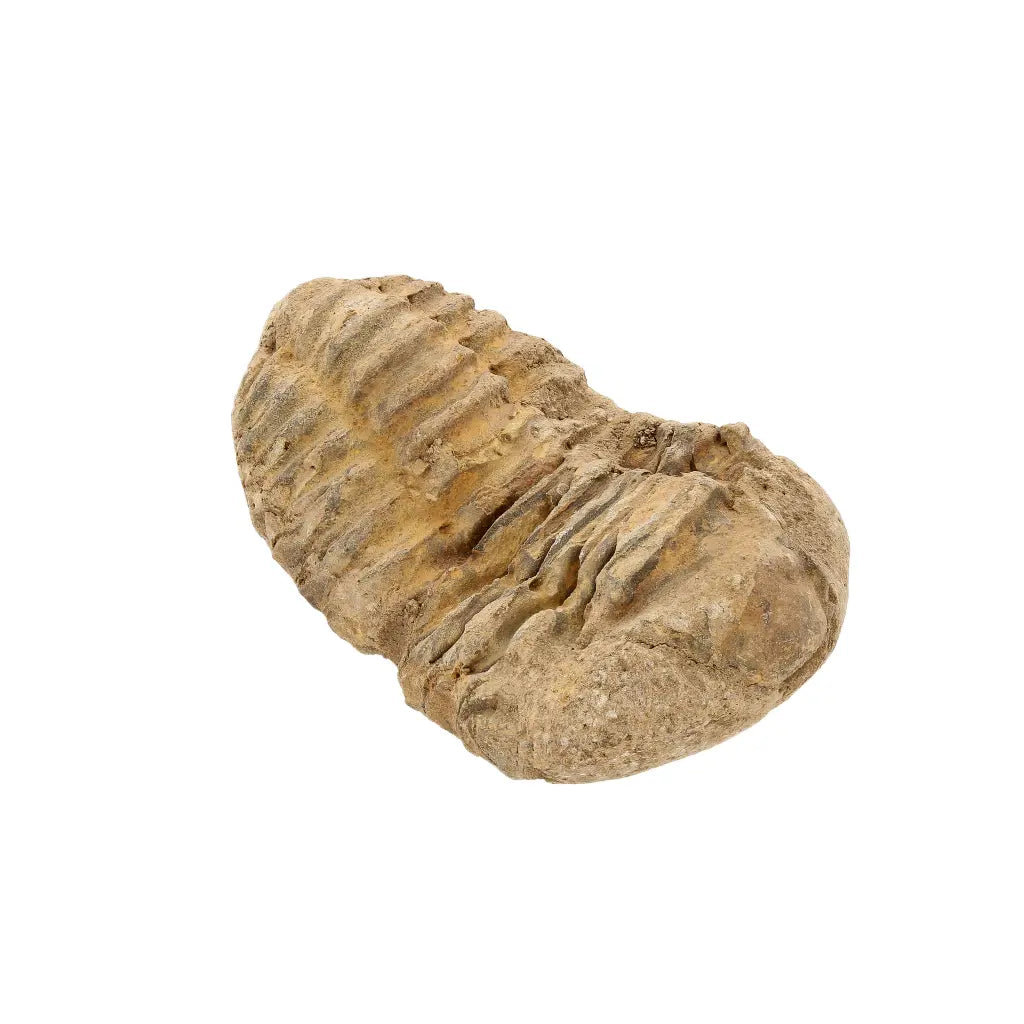 Small Moroccan Calymene Trilobite Fossil Specimen