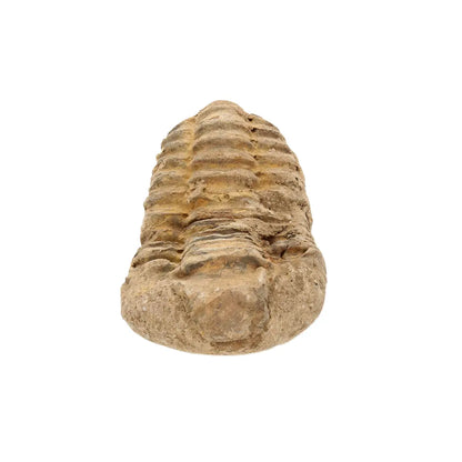 Small Moroccan Calymene Trilobite Fossil Specimen