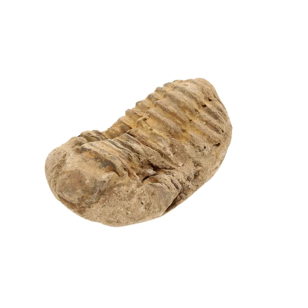 Small Moroccan Calymene Trilobite Fossil Specimen
