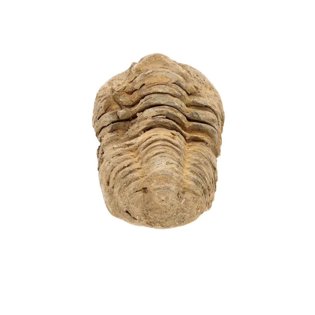Small Moroccan Calymene Trilobite Fossil Specimen