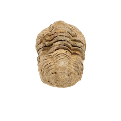 Small Moroccan Calymene Trilobite Fossil Specimen