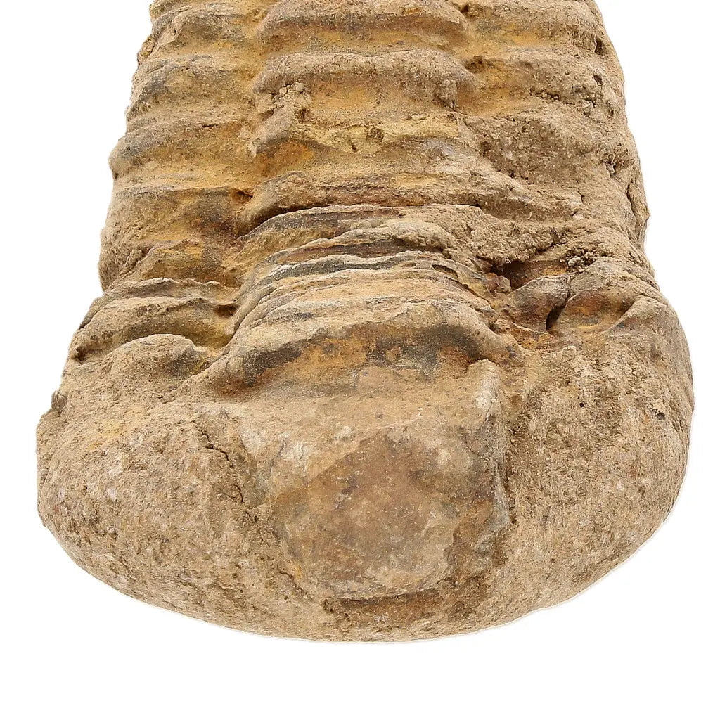 Small Moroccan Calymene Trilobite Fossil Specimen
