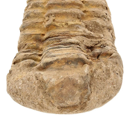 Small Moroccan Calymene Trilobite Fossil Specimen