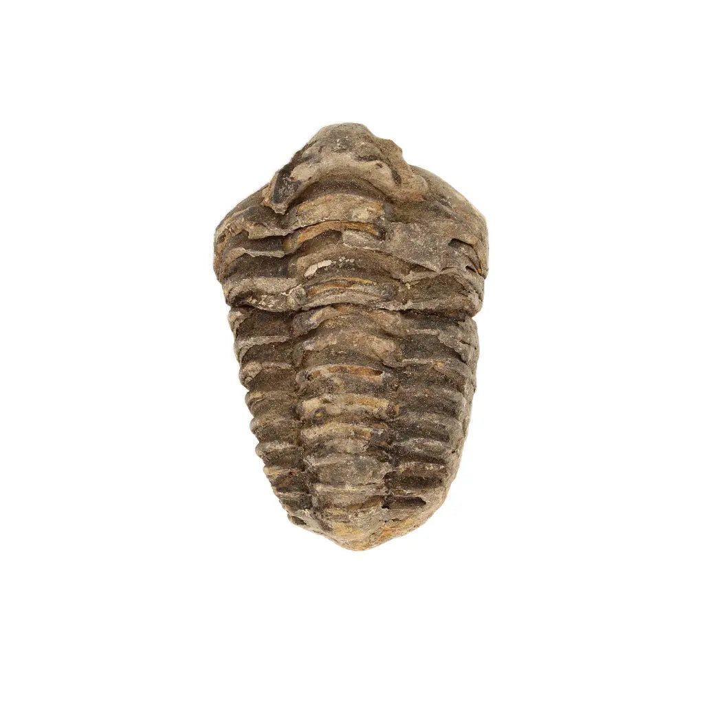 Small Upper Ordovician Calymene Trilobite Fossil from Morocco