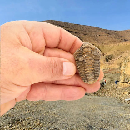 Small Upper Ordovician Calymene Trilobite Fossil from Morocco
