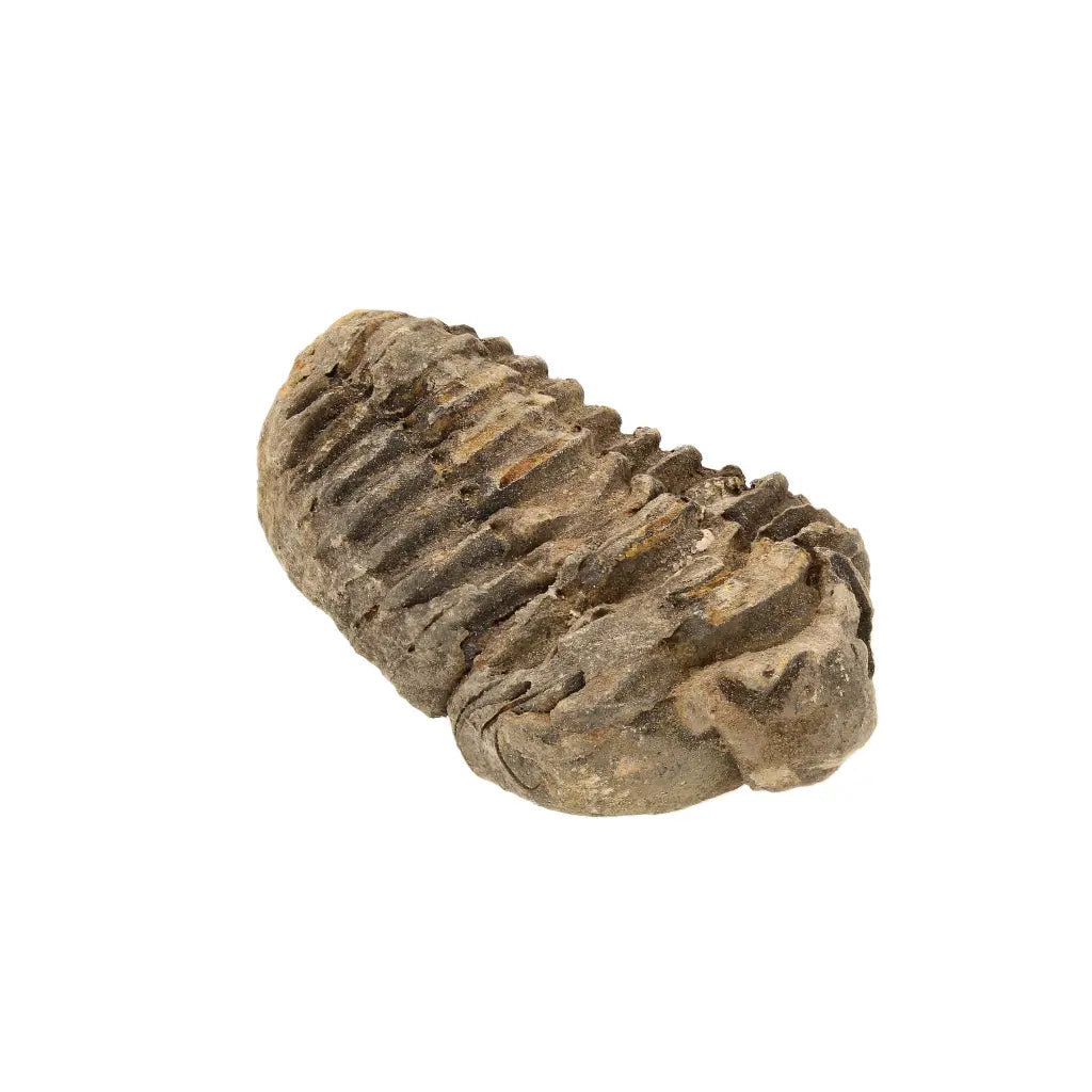 Small Upper Ordovician Calymene Trilobite Fossil from Morocco