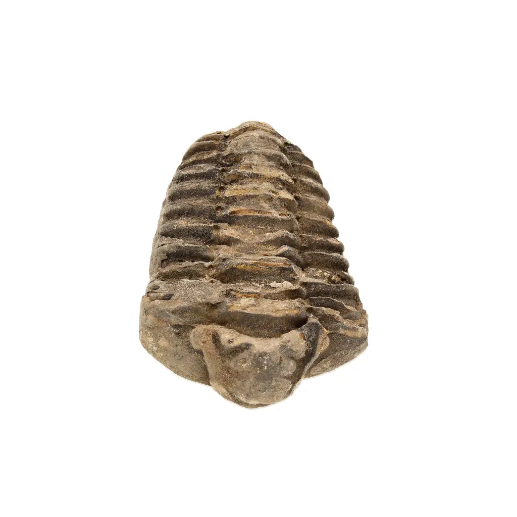 Small Upper Ordovician Calymene Trilobite Fossil from Morocco