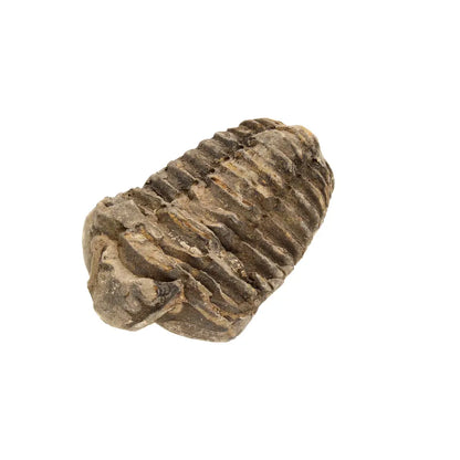 Small Upper Ordovician Calymene Trilobite Fossil from Morocco